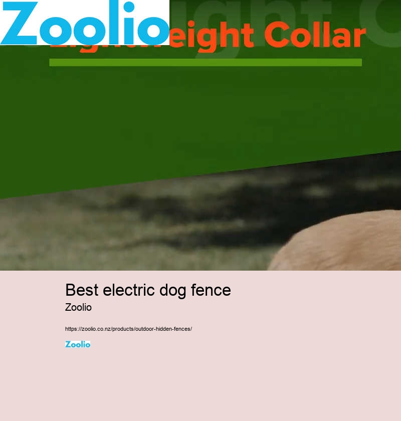 best electric dog fence