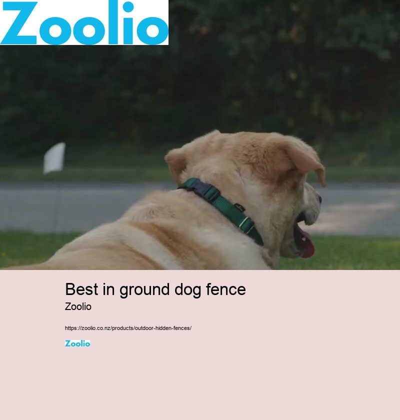 best in ground dog fence