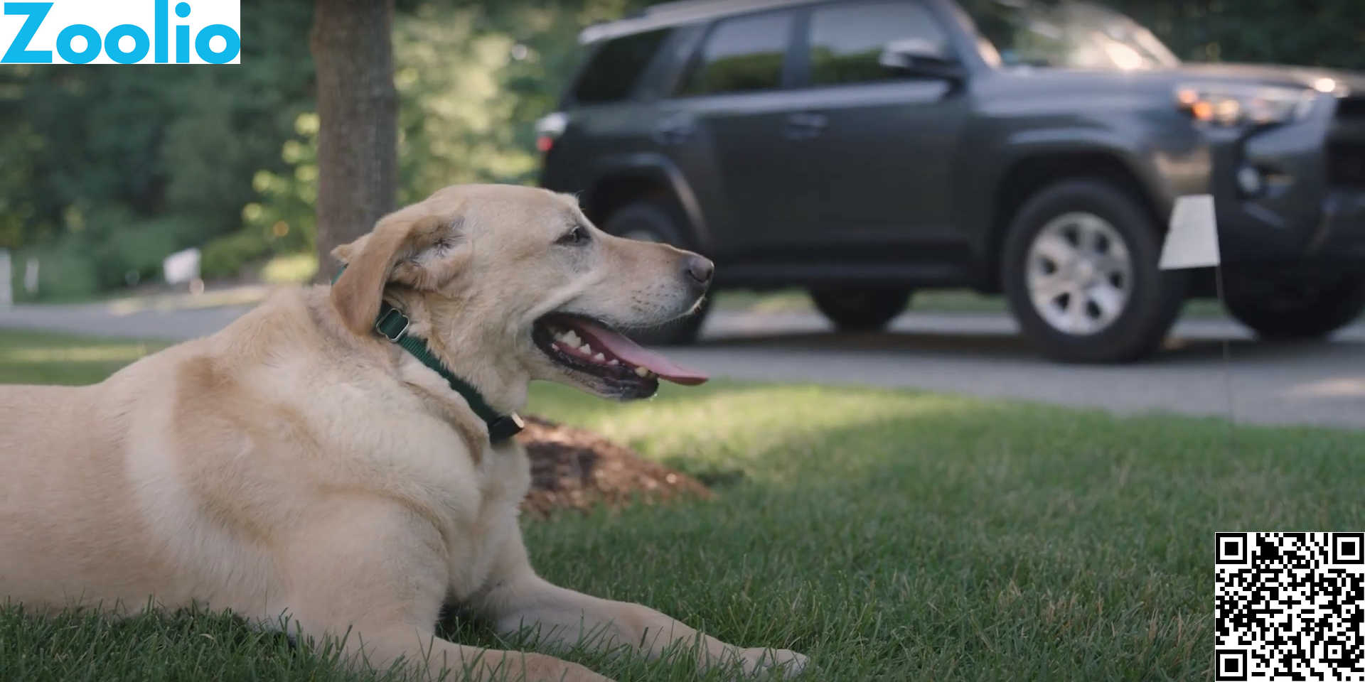 dog fence electric collar